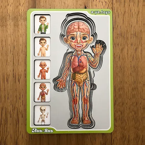 פאזל אנטומיה 5 שכבות